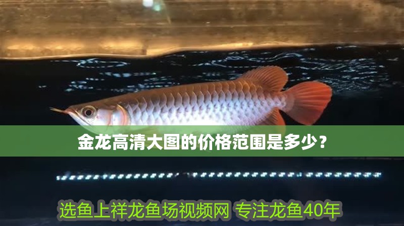 印尼虎魚多少溫度飼養最好:印尼虎魚多少溫度飼養最好印尼虎魚多少溫度飼養最好 金龍高清大圖的價格范圍是多少? 龍魚百科 金龍高清大圖的價格范圍是多少? 金龍高清大圖的價格范圍是多少? 龍魚百科
