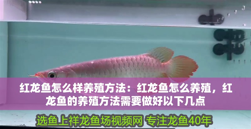 紅龍魚怎么樣養(yǎng)殖方法：紅龍魚怎么養(yǎng)殖，紅龍魚的養(yǎng)殖方法需要做好以下幾點