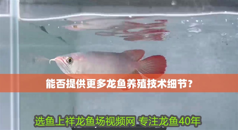能否提供更多龍魚養殖技術細節？