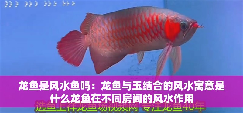 龍魚是風水魚嗎：龍魚與玉結合的風水寓意是什么龍魚在不同房間的風水作用