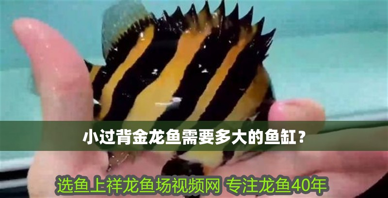 小過背金龍魚需要多大的魚缸？ 小過背金龍魚需要多大的魚缸？ 水族問答