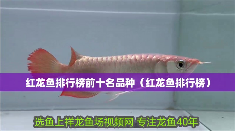 紅龍魚排行榜前十名品種（紅龍魚排行榜）