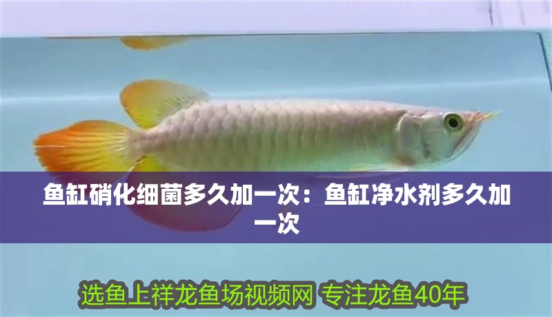 魚缸硝化細(xì)菌多久加一次：魚缸凈水劑多久加一次