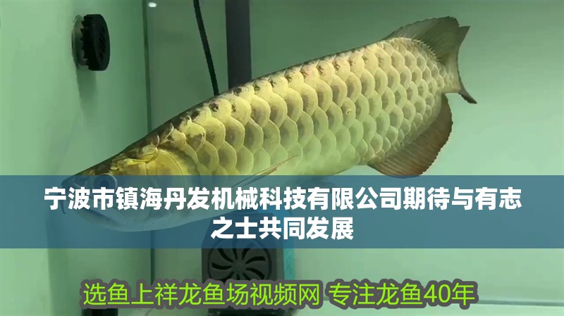 寧波市鎮(zhèn)海丹發(fā)機(jī)械科技有限公司期待與有志之士共同發(fā)展