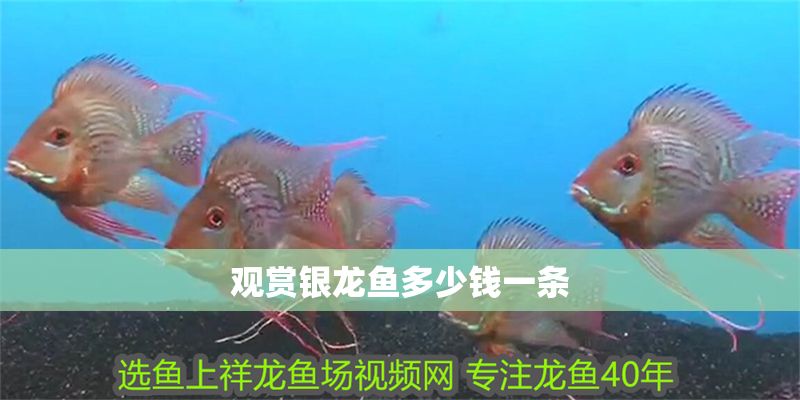 觀賞銀龍魚(yú)多少錢(qián)一條