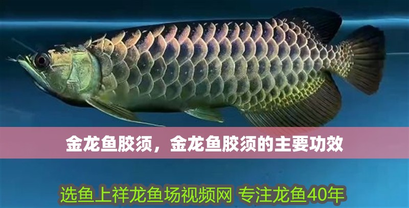 鸚鵡魚和銀龍魚混養怎樣喂食 金龍魚膠須,金龍魚膠須的主要功效 龍魚百科 金龍魚膠須,金龍魚膠須的主要功效 金龍魚膠須,金龍魚膠須的主要功效 龍魚百科