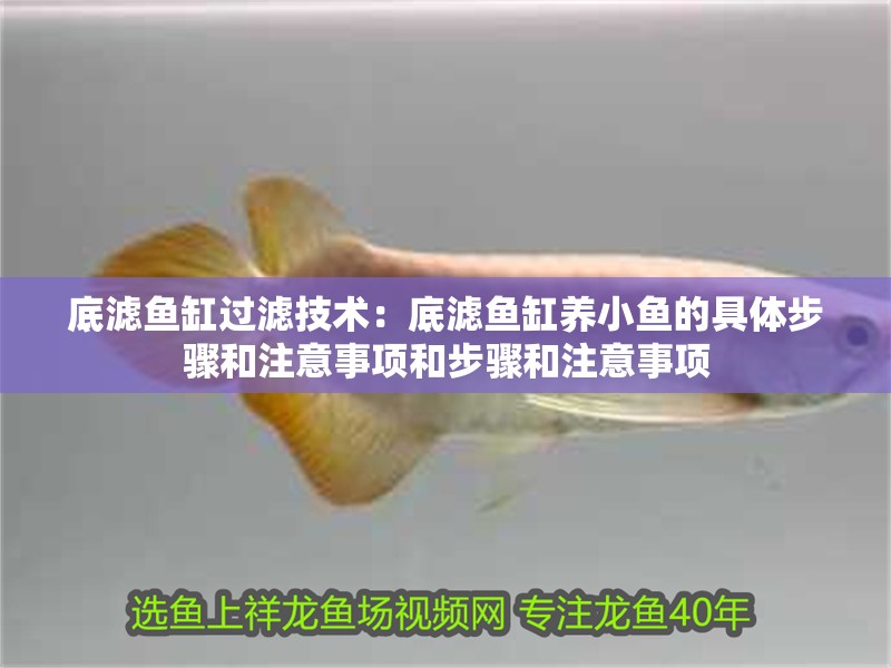 底濾魚缸過濾技術：底濾魚缸養小魚的具體步驟和注意事項和步驟和注意事項