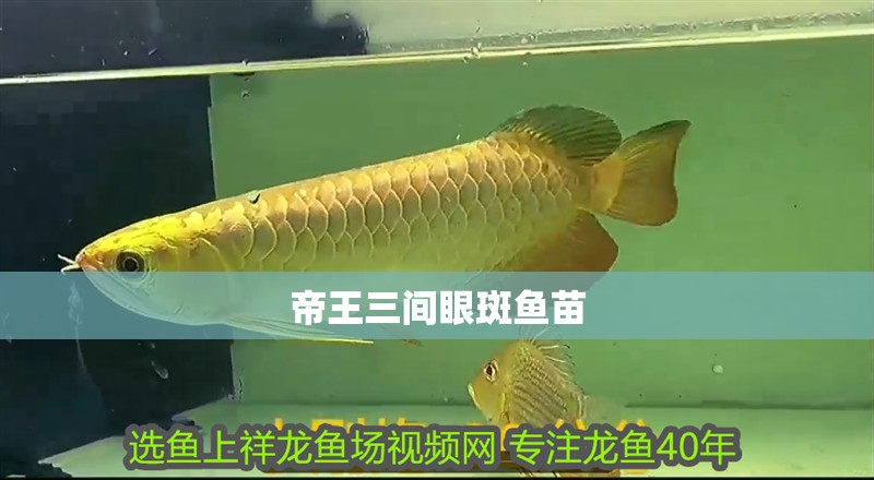 帝王三間眼斑魚苗