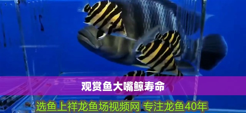 觀賞魚大嘴鯨壽命 觀賞魚大嘴鯨壽命 龍魚論壇