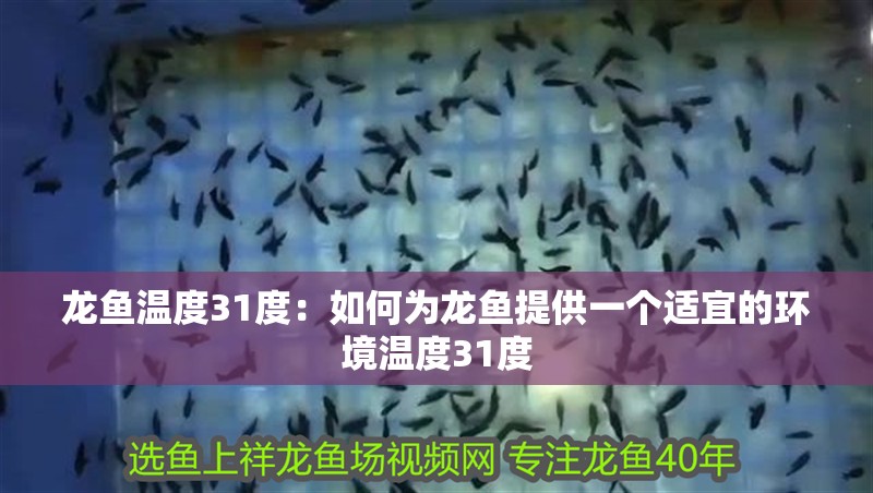 龍魚溫度31度：如何為龍魚提供一個適宜的環境溫度31度