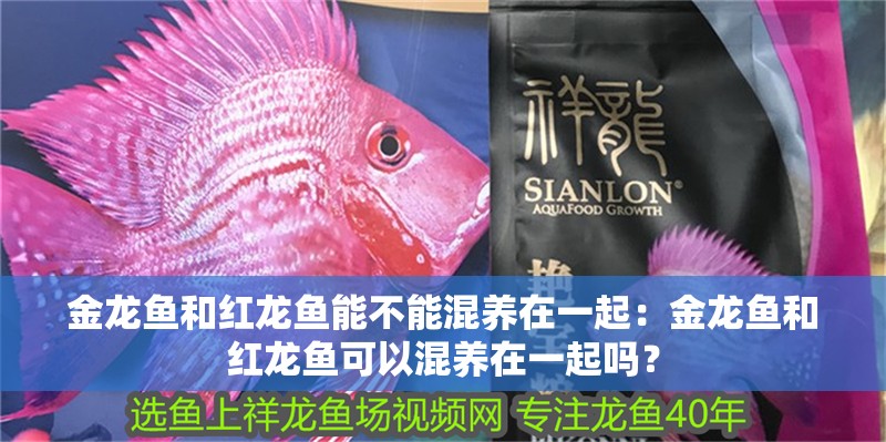 金龍魚和紅龍魚能不能混養(yǎng)在一起：金龍魚和紅龍魚可以混養(yǎng)在一起嗎？