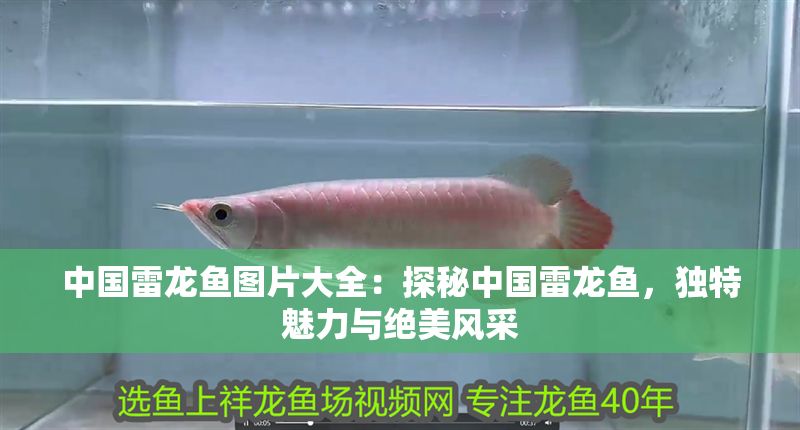 中國雷龍魚圖片大全：探秘中國雷龍魚，獨特魅力與絕美風采