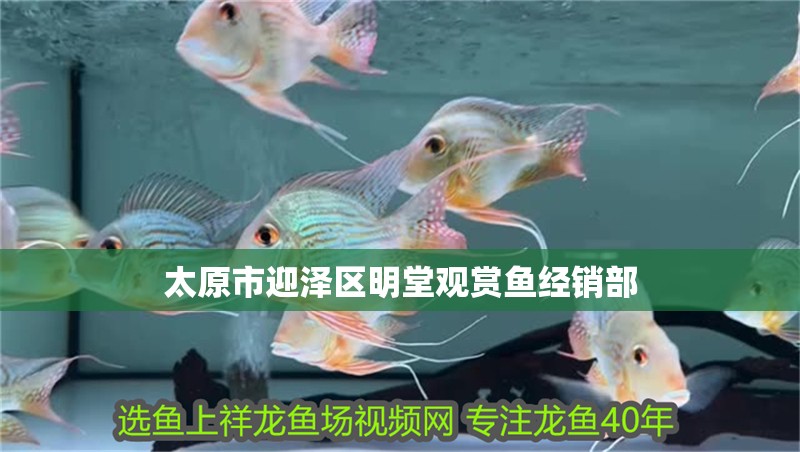 太原市迎澤區明堂觀賞魚經銷部 太原市迎澤區明堂觀賞魚經銷部 全國水族館企業名錄