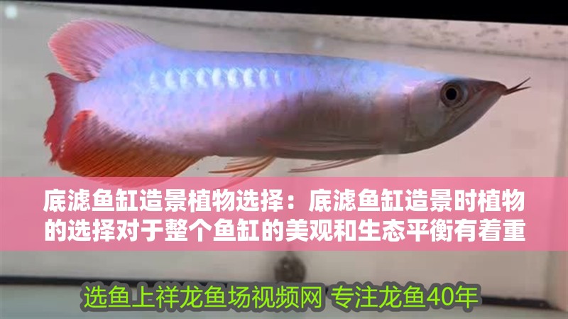 底濾魚缸造景植物選擇：底濾魚缸造景時植物的選擇對于整個魚缸的美觀和生態平衡有著重要的影響