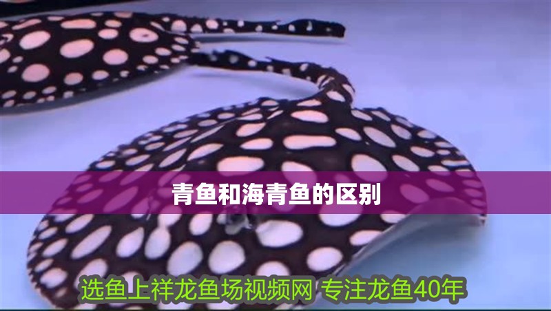 青魚和海青魚的區(qū)別 青魚和海青魚的區(qū)別 龍魚論壇