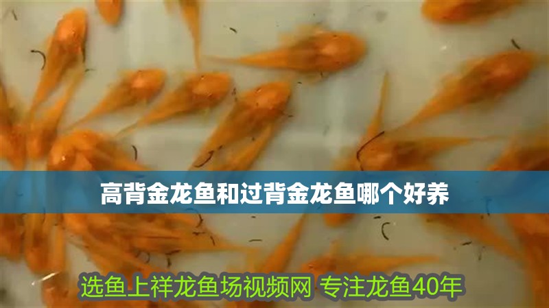 高背金龍魚和過背金龍魚哪個好養