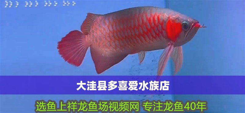 大洼縣多喜愛水族店