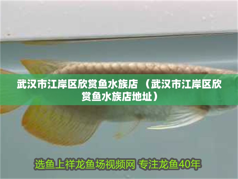 武漢市江岸區欣賞魚水族店 （武漢市江岸區欣賞魚水族店地址） 武漢市江岸區欣賞魚水族店 （武漢市江岸區欣賞魚水族店地址） 全國水族館企業名錄
