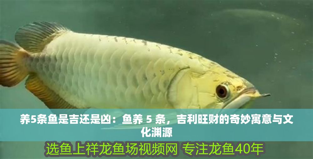 養5條魚是吉還是兇：魚養 5 條，吉利旺財的奇妙寓意與文化淵源