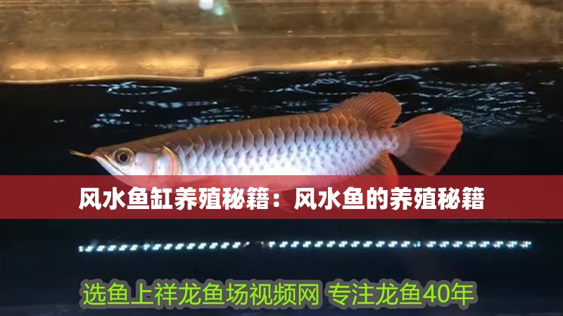 紅龍魚用黃燈烤有用嗎 風水魚缸養殖秘籍:風水魚的養殖秘籍 魚缸百科 風水魚缸養殖秘籍:風水魚的養殖秘籍 風水魚缸養殖秘籍:風水魚的養殖秘籍 魚缸百科