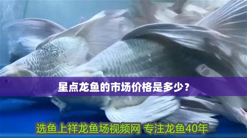 星點龍魚的市場價格是多少？