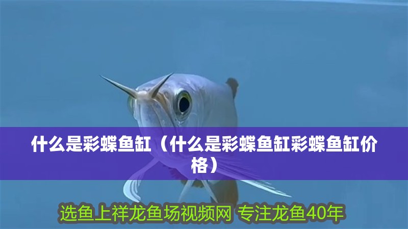 什么是彩蝶魚缸（什么是彩蝶魚缸彩蝶魚缸價格） 什么是彩蝶魚缸（什么是彩蝶魚缸彩蝶魚缸價格） 魚缸百科