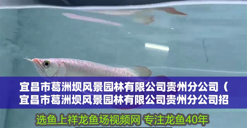 宜昌市葛洲壩風(fēng)景園林有限公司貴州分公司（宜昌市葛洲壩風(fēng)景園林有限公司貴州分公司招聘） 宜昌市葛洲壩風(fēng)景園林有限公司貴州分公司（宜昌市葛洲壩風(fēng)景園林有限公司貴州分公司招聘） 全國水族館企業(yè)名錄