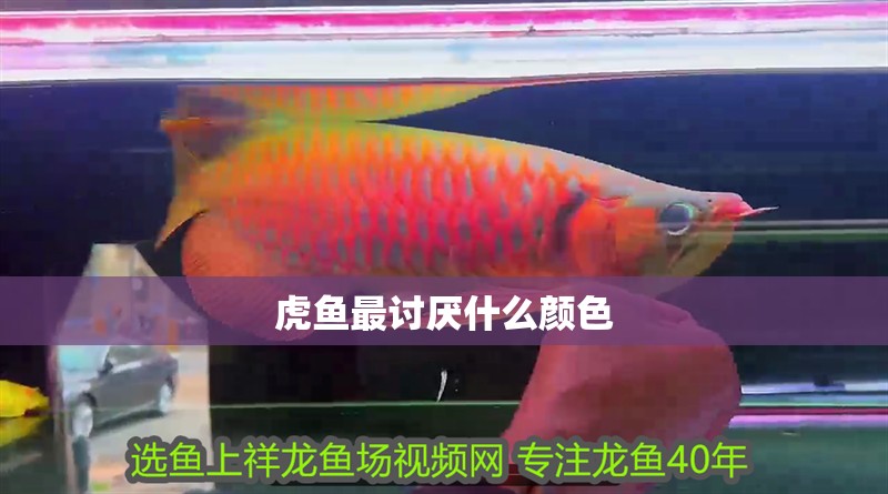 龍魚干蝦有營養(yǎng)嗎 虎魚最討厭什么顏色 龍魚論壇 虎魚最討厭什么顏色 虎魚最討厭什么顏色 龍魚論壇