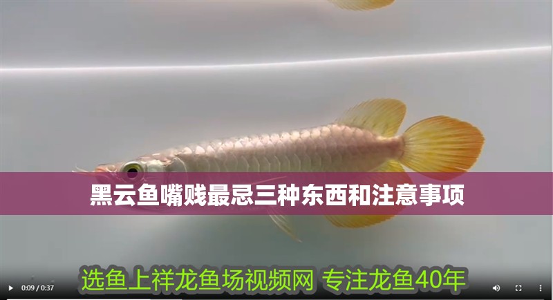 黑云魚嘴賤最忌三種東西和注意事項 黑云魚嘴賤最忌三種東西和注意事項 龍魚論壇