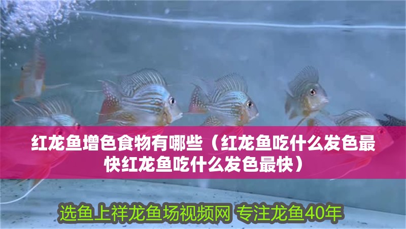 紅龍魚增色食物有哪些（紅龍魚吃什么發色最快紅龍魚吃什么發色最快）