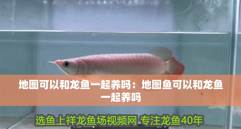 地圖可以和龍魚一起養嗎：地圖魚可以和龍魚一起養嗎