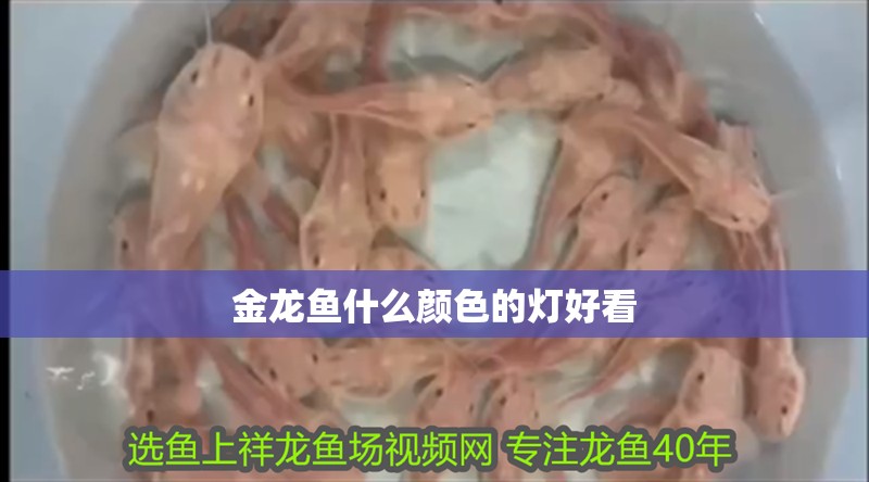 金龍魚什么顏色的燈好看