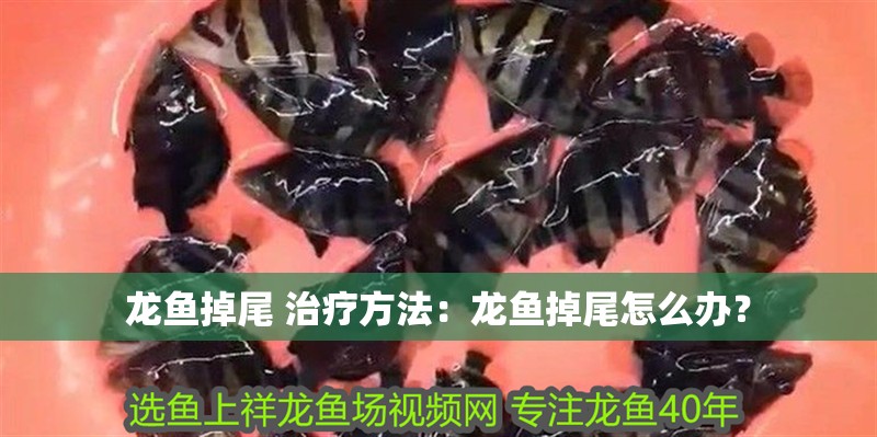 龍魚掉尾 治療方法：龍魚掉尾怎么辦？