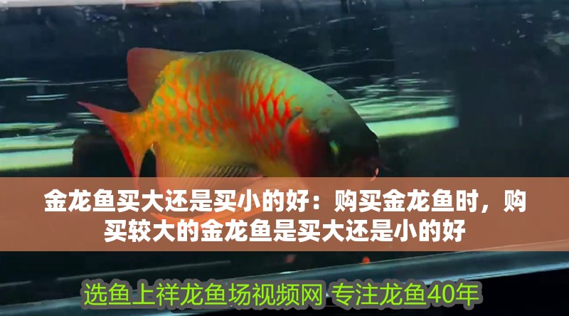 金龍魚買大還是買小的好：購買金龍魚時，購買較大的金龍魚是買大還是小的好