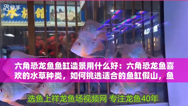 六角恐龍魚(yú)魚(yú)缸造景用什么好：六角恐龍魚(yú)喜歡的水草種類(lèi)，如何挑選適合的魚(yú)缸假山，魚(yú)缸燈光布置的創(chuàng)意方法