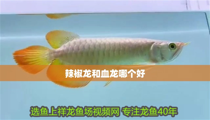 辣椒龍和血龍哪個好 辣椒龍和血龍哪個好 龍魚論壇