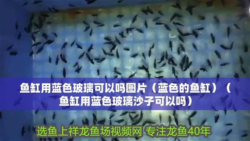 魚缸用藍(lán)色玻璃可以嗎圖片（藍(lán)色的魚缸）（魚缸用藍(lán)色玻璃沙子可以嗎）