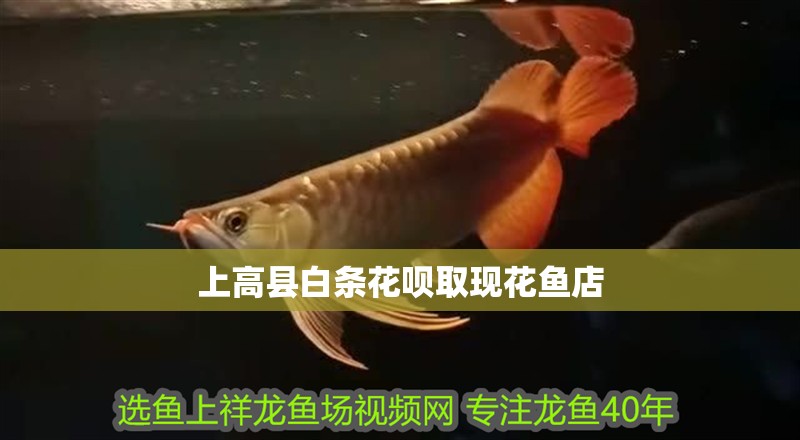 上高縣白條花唄取現(xiàn)花魚店 上高縣白條花唄取現(xiàn)花魚店 全國水族館企業(yè)名錄
