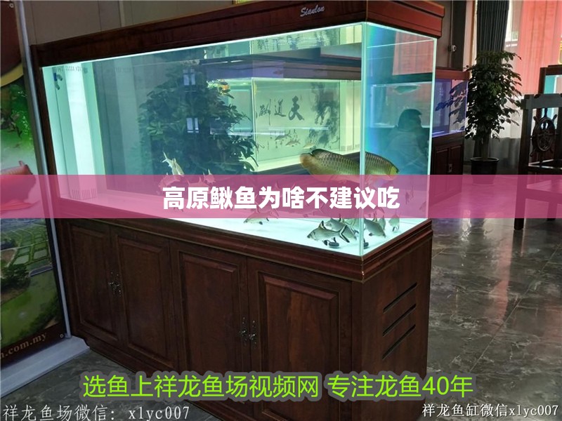 高原鰍魚為啥不建議吃
