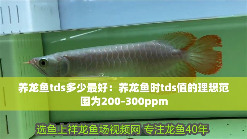 養龍魚tds多少最好：養龍魚時tds值的理想范圍為200-300ppm