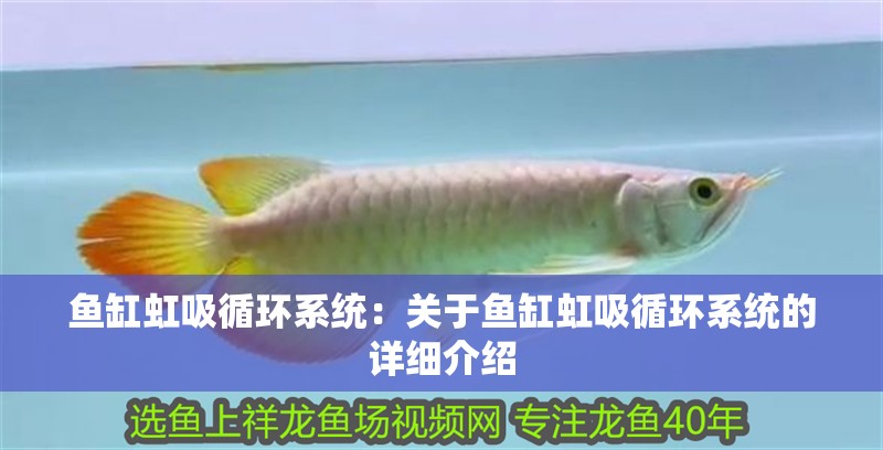 魚缸虹吸循環(huán)系統(tǒng)：關(guān)于魚缸虹吸循環(huán)系統(tǒng)的詳細介紹