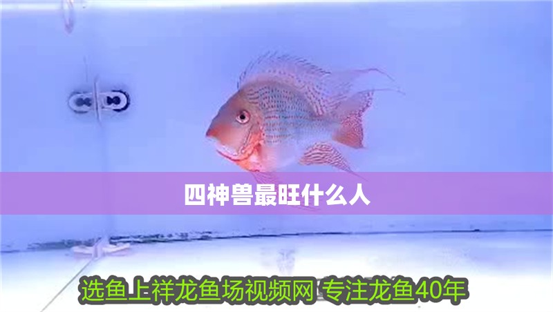 四神獸最旺什么人 四神獸最旺什么人 龍魚論壇