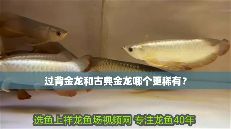 過背金龍和古典金龍哪個(gè)更稀有？ 過背金龍和古典金龍哪個(gè)更稀有？ 龍魚論壇