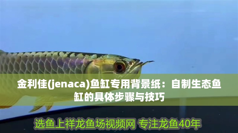 金利佳(jenaca)魚缸專用背景紙：自制生態魚缸的具體步驟與技巧