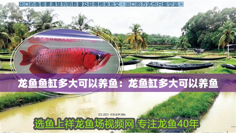 龍魚魚缸多大可以養魚：龍魚缸多大可以養魚