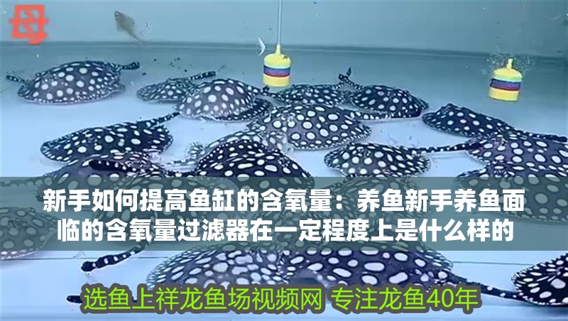 新手如何提高魚缸的含氧量：養魚新手養魚面臨的含氧量過濾器在一定程度上是什么樣的 新手如何提高魚缸的含氧量：養魚新手養魚面臨的含氧量過濾器在一定程度上是什么樣的 魚缸百科