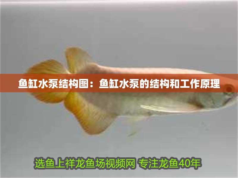 魚缸過濾器選購指南:自制魚缸過濾器魚缸上置過濾器對于養魚愛好者的必備知識 魚缸水泵結構圖:魚缸水泵的結構和工作原理 魚缸百科 魚缸水泵結構圖:魚缸水泵的結構和工作原理 魚缸水泵結構圖:魚缸水泵的結構和工作原理 魚缸百科