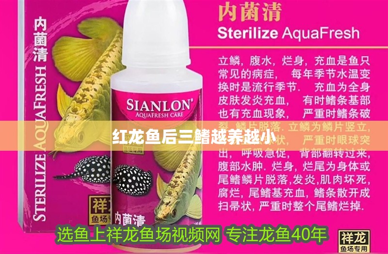 紅龍魚后三鰭越養越小