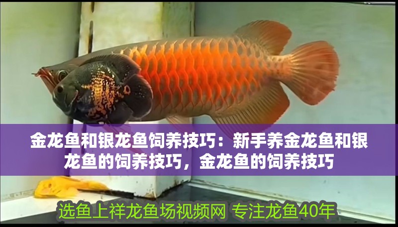 金龍魚和銀龍魚飼養技巧：新手養金龍魚和銀龍魚的飼養技巧，金龍魚的飼養技巧 金龍魚和銀龍魚飼養技巧：新手養金龍魚和銀龍魚的飼養技巧，金龍魚的飼養技巧 龍魚百科