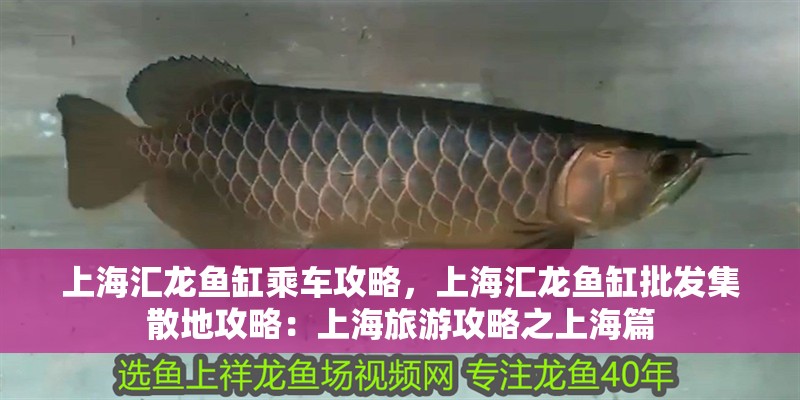 上海匯龍魚缸乘車攻略，上海匯龍魚缸批發(fā)集散地攻略：上海旅游攻略之上海篇 上海匯龍魚缸乘車攻略，上海匯龍魚缸批發(fā)集散地攻略：上海旅游攻略之上海篇 龍魚百科
